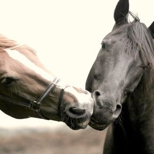 Meet your Posher, Roxou